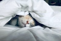 cannot sleep